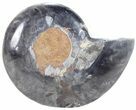 Split Black/Orange Ammonite (Half) - Unusual Coloration #55635-1